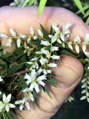 Leucopogon pimeleoides
