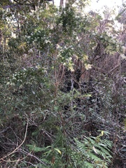 Leucopogon pimeleoides