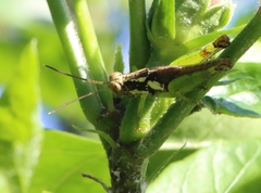 Pirithoicus ophthalmicus