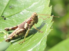 Pirithoicus ophthalmicus