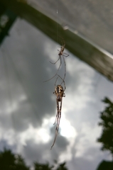 Araneoidea