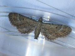 Eupithecia intricata