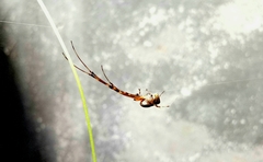 Araneoidea