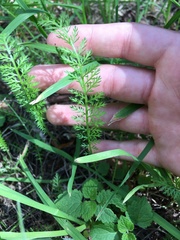 Achillea millefolium