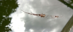 Araneoidea