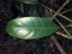 Coelospermum paniculatum