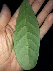 Coelospermum paniculatum