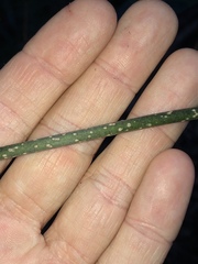 Coelospermum paniculatum