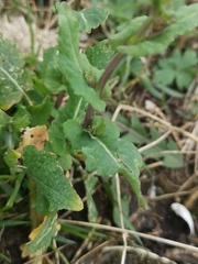 Brassica