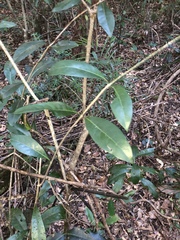 Coelospermum paniculatum