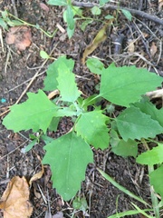 Chenopodium album