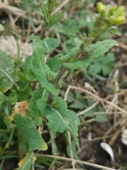 Brassica