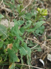 Brassica