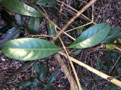 Coelospermum paniculatum