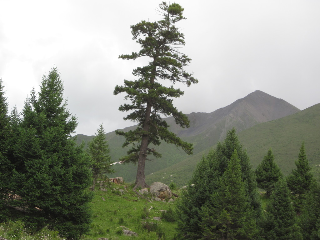purple-coned spruce