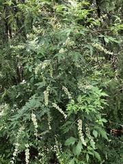 Vitex negundo heterophylla