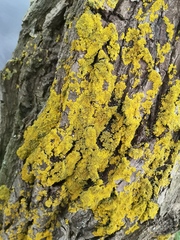Xanthoria parietina