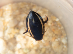 Hydaticus vittatus