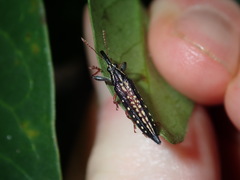 Rhinotia lineata