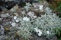 Cerastium biebersteinii