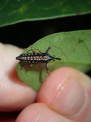 Rhinotia lineata