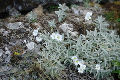 Cerastium biebersteinii