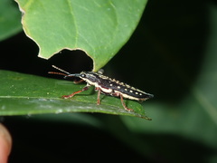 Rhinotia lineata