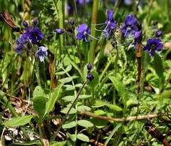 Veronica grandiflora