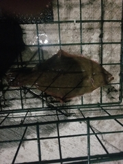 Psettichthys melanostictus