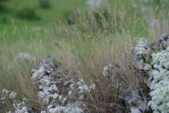 Poa sterilis