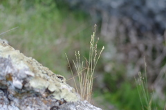 Poa sterilis