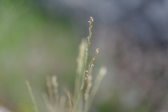 Poa sterilis