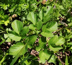 Angelica gmelinii