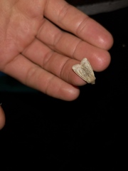 Orthosia cerasi