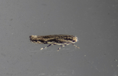 Melanocinclis lineigera