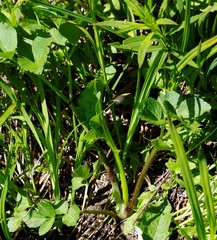Angelica gmelinii