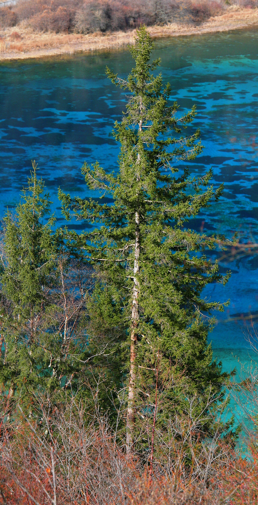 Wilson's spruce