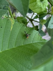 Rhagoletis striatella