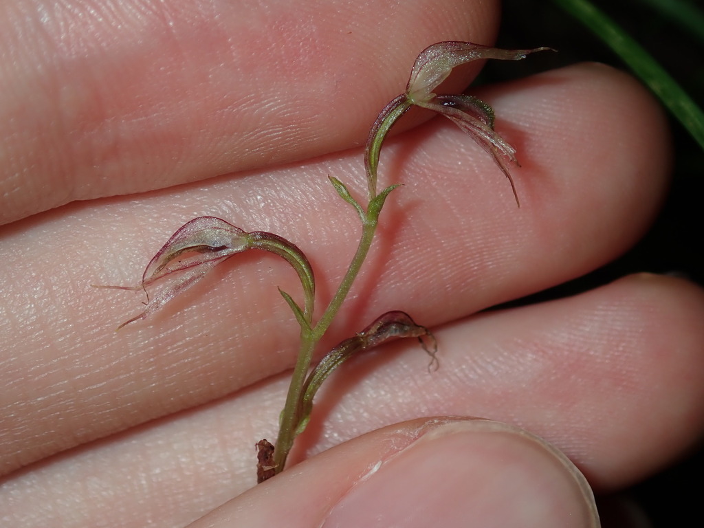 Acianthus fornicatus