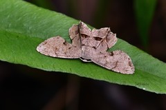 Dysaethria fulvihamata