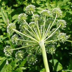 Angelica gmelinii
