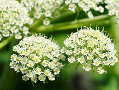 Angelica gmelinii