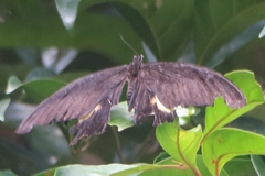 Papilio iswara