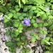 Creeping Ruellia - Photo (c) 吳政翰, some rights reserved (CC BY-NC-ND), uploaded by 吳政翰