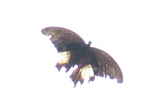 Papilio iswara