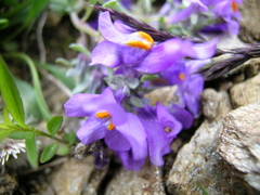 Linaria alpina alpina