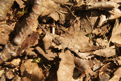 Lasius fuliginosus