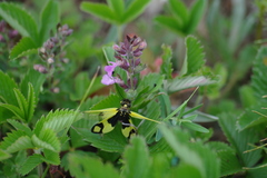 Libelloides macaronius
