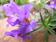 Linaria alpina alpina