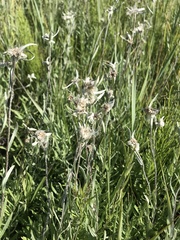 Leontopodium leontopodioides